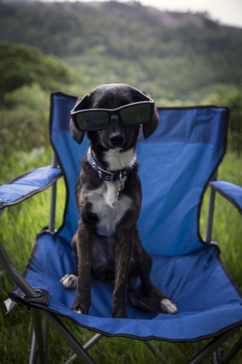 Dog With Glasses