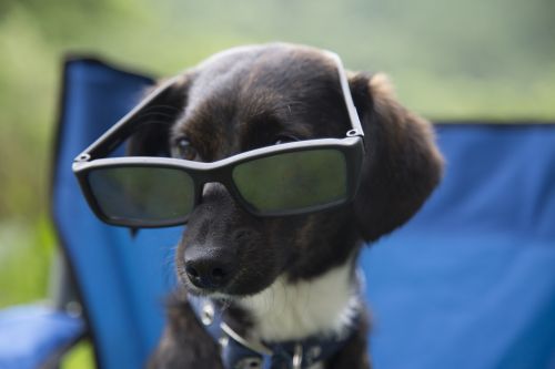 Dog With Glasses