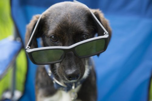 Dog With Glasses