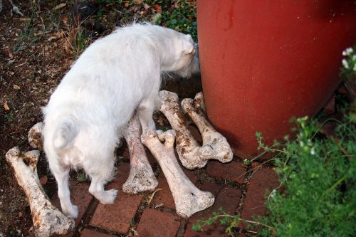 Dog With Many Bones