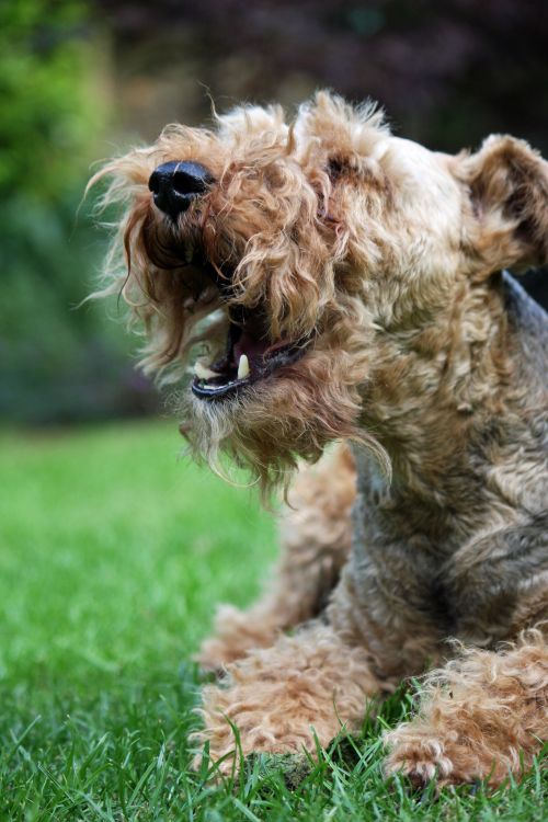 Dog Yawning