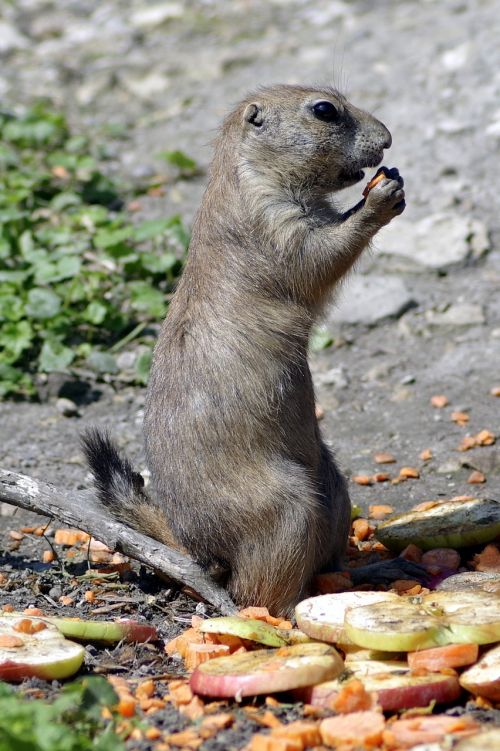 doggie viridis a marmot rodent