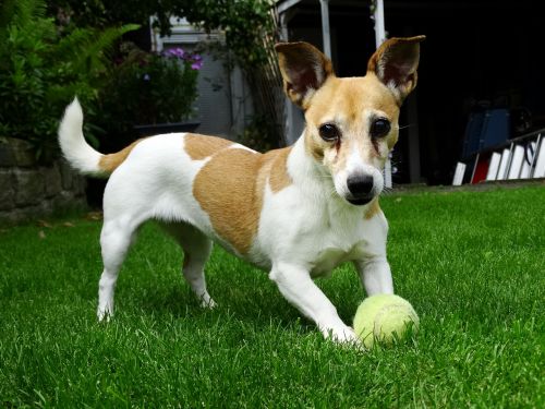 doggy jack russell terrier