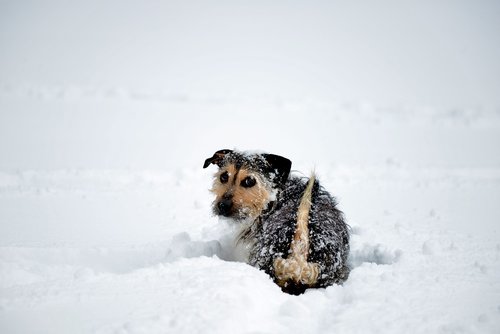 doggy  dog  snow