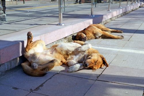 dogs sun dream