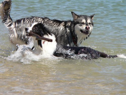 dogs stick swimming