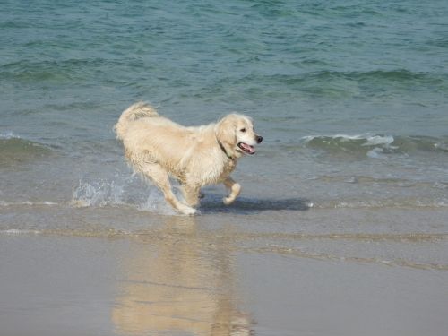 dogs beach golden retriever