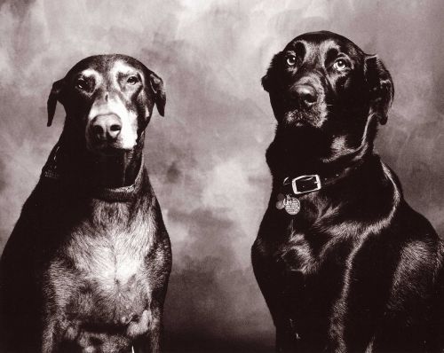 dogs black and white portrait doberman