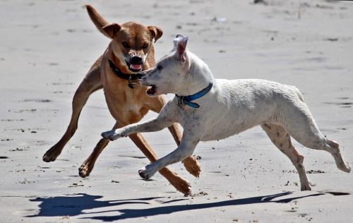 dogs play beach