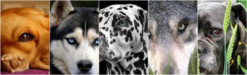 dogs dog collage photo collage