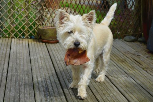 dogs dog eating cairn terrier