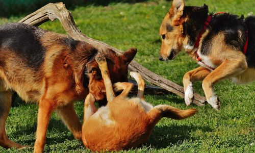 dogs fur play