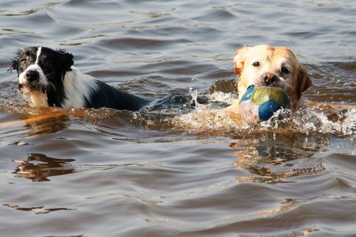 dogs swimming animal