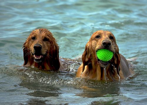 dogs beach wet