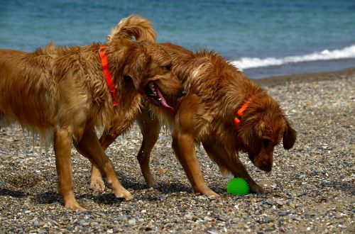 dogs beach wet