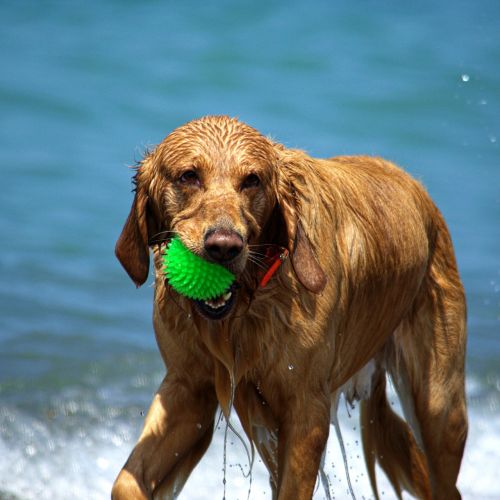 dogs beach wet