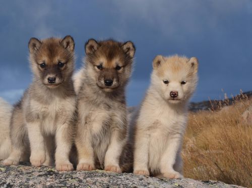 dogs sled dogs greenland