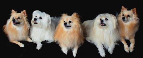 dogs pomeranian maltese