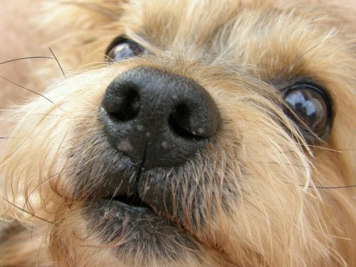 dogs yorkshire terrier pets
