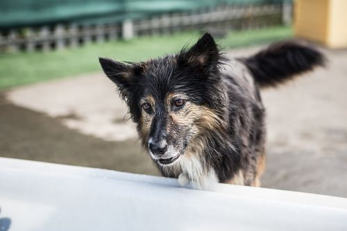 dogs collie border collie