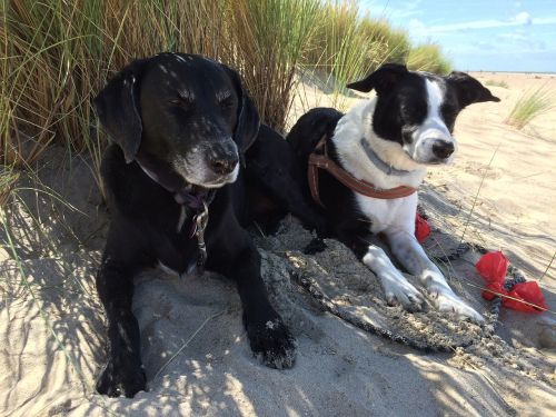 dogs dunes beach
