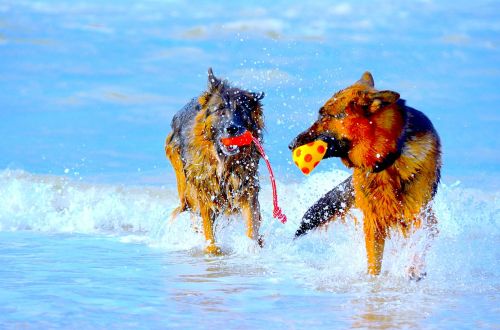 german shepherd dogs play