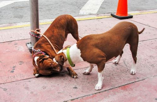 dogs pets dogs playing