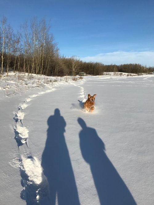 dogs snow winter
