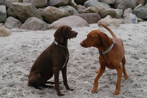 dogs beach pet