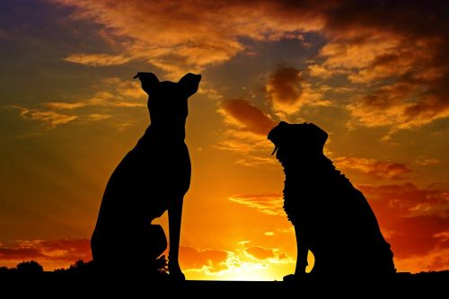 dogs animals sunset