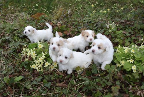 dogs puppies white