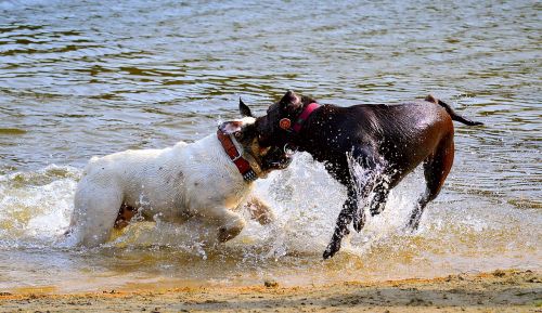 dogs beach swim