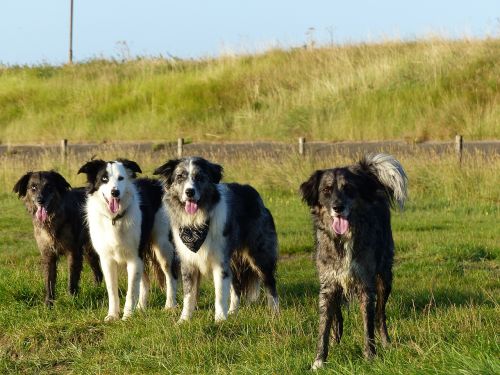dogs family border collie