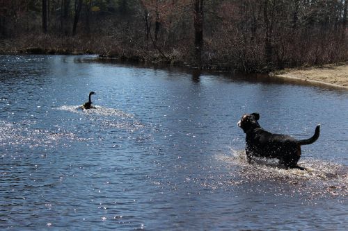 dogs water goose