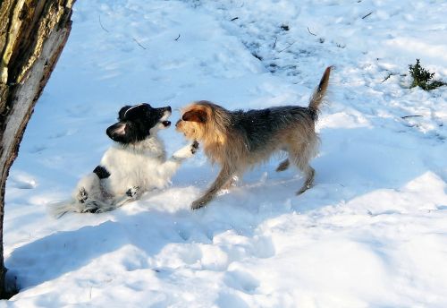 dogs play snow