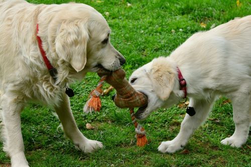 dogs golden retriever playing dogs