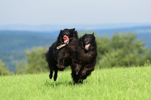 dogs play race