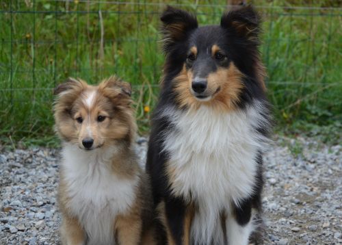 dogs shetland sheepdog couple