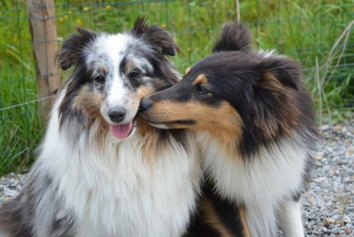 dogs kisses tenderness