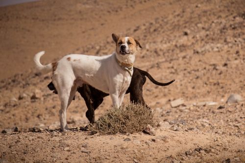 dogs pet desert