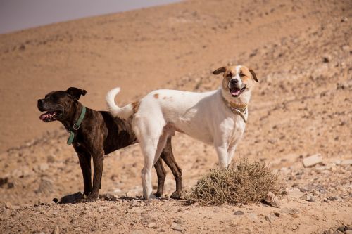 dogs desert sun
