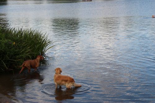 dogs lake water