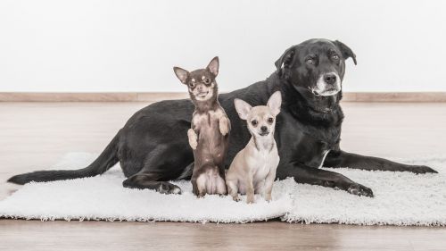 dogs chihuahua pets