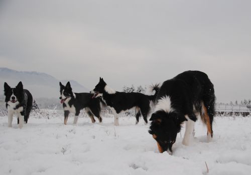 dogs snow winter