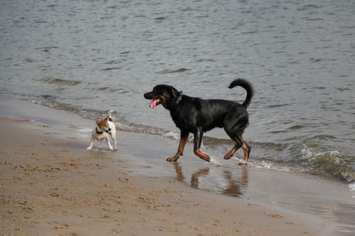 dogs elbe beach traces