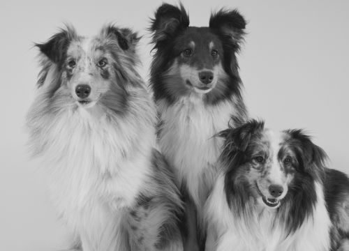 dogs shetland sheepdog portrait