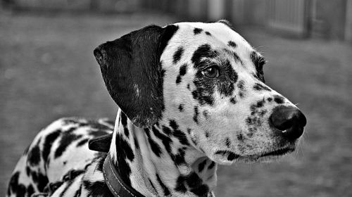 dogs animals dalmatian