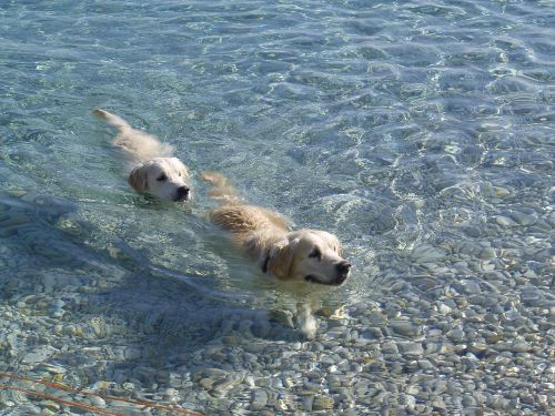 dogs sea summer
