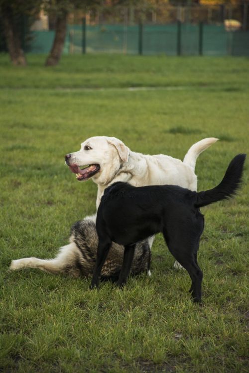 dogs playing happy