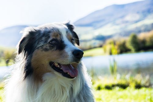 dogs mountain landscape